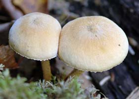 Cystoderma granosum view of two fruiting bodies.